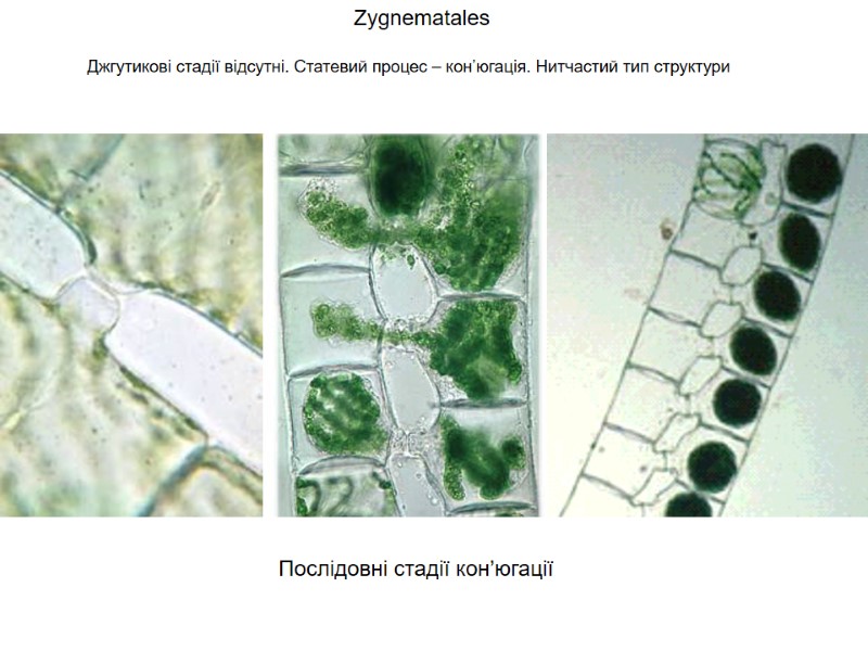Zygnematales Джгутикові стадії відсутні. Статевий процес – кон’югація. Нитчастий тип структури Послідовні стадії кон’югації